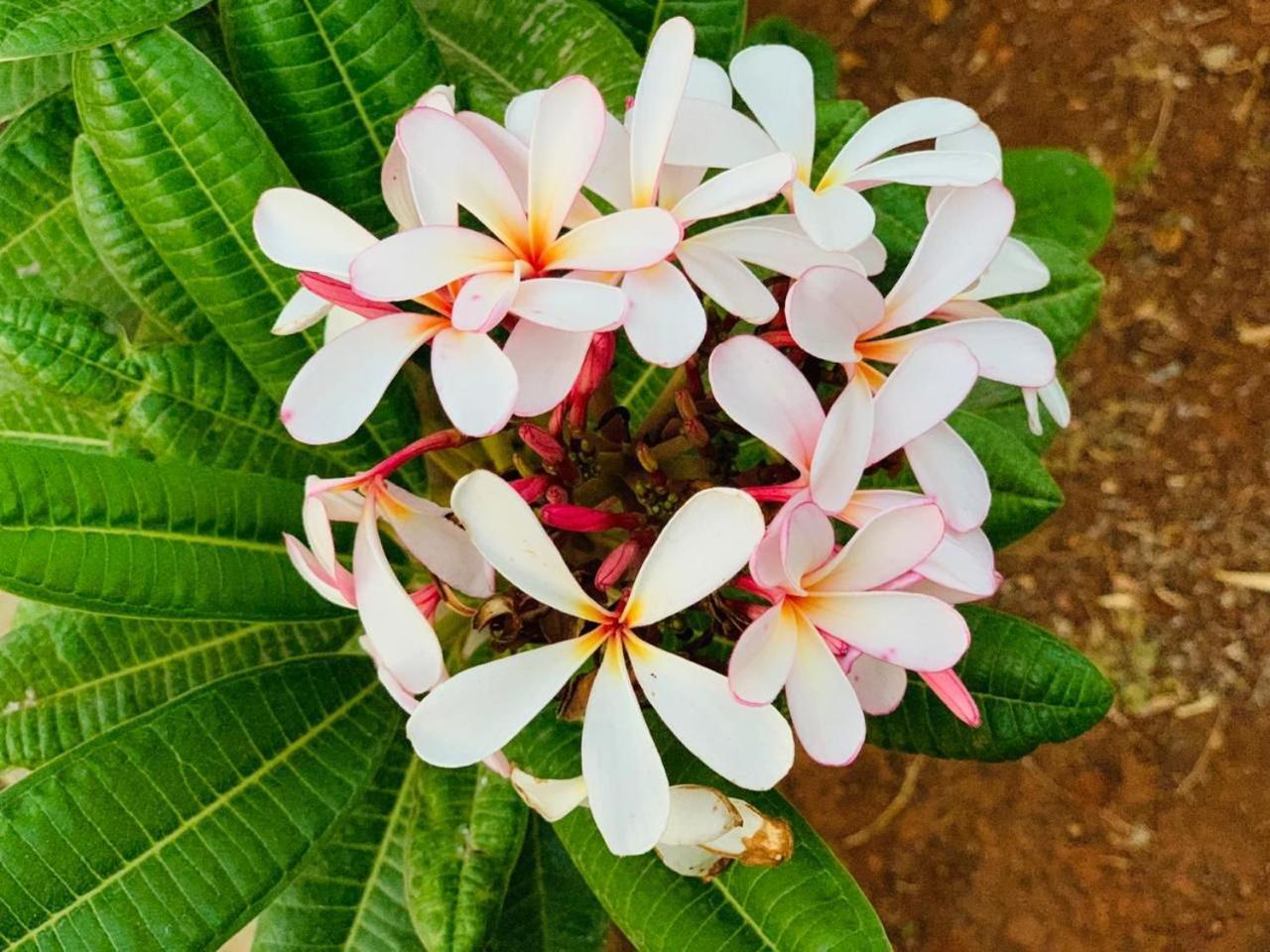 Apartmán Mizzle Exotica Lonavala Exteriér fotografie
